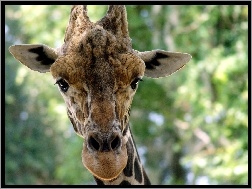 Żyrafa, Głowa